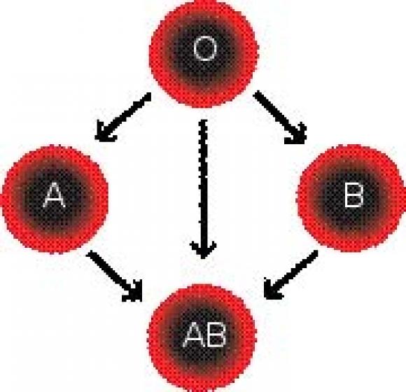 Müxtəlif qan qruplarına fərqli məsləhətlər - 1